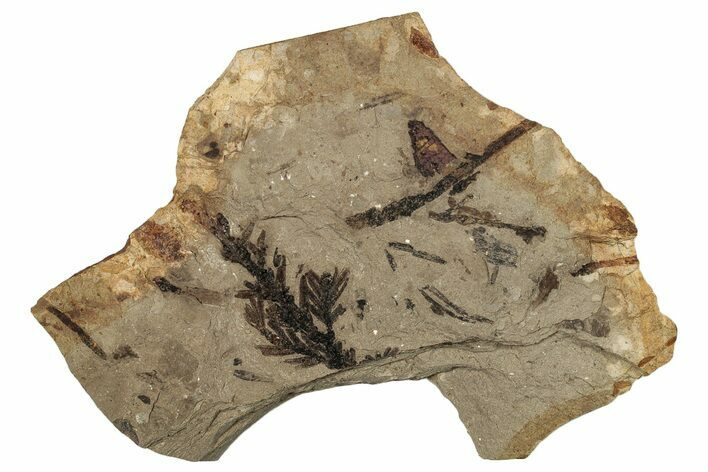 Fossil Conifer (Metasequoia) Plate - McAbee, BC #253965